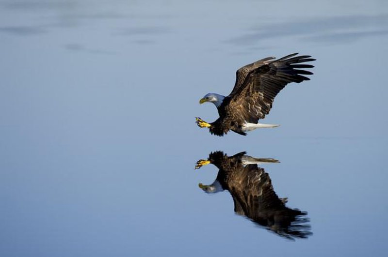 Eagle on a Hunt