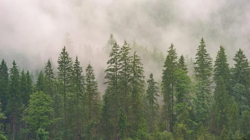 11 Different Types of Coniferous Trees 10 Fir Trees