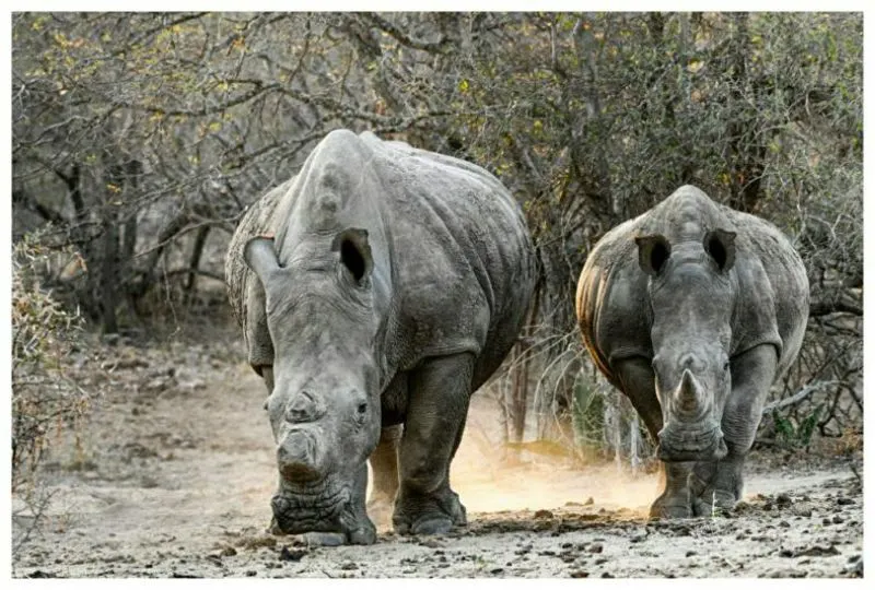 What Are The Effects of Overharvesting? 3 Habitat Destruction