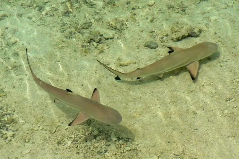 Black Tip Sharks: Are They Endangered? 3 Habitat Shark