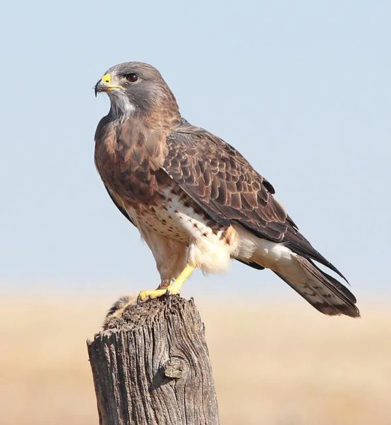Is a Bird a Consumer? Here’s What to Know 6 Hawk