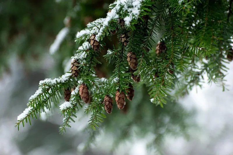 11 Different Types of Coniferous Trees 5 Hemlock Tree