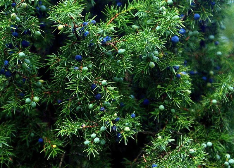 11 Different Types of Coniferous Trees 8 Juniper Trees