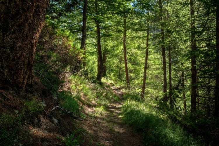 Larch Trees