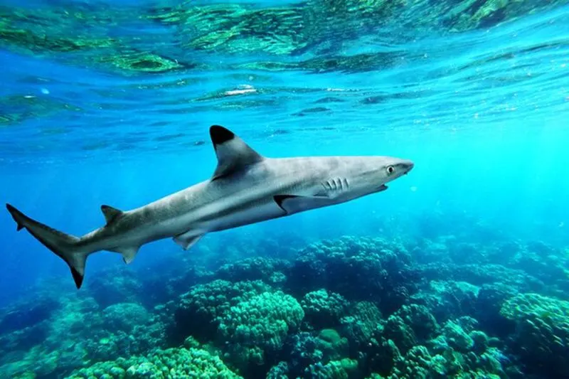 Black Tip Sharks: Are They Endangered? 4 Big Shark under blue sea