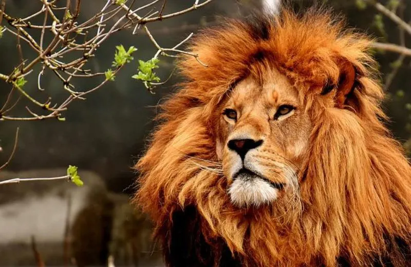 Why are Lions the King of the Jungle? 6 Close up of Lion face