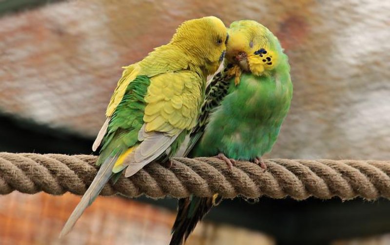 Pair of Parakeets