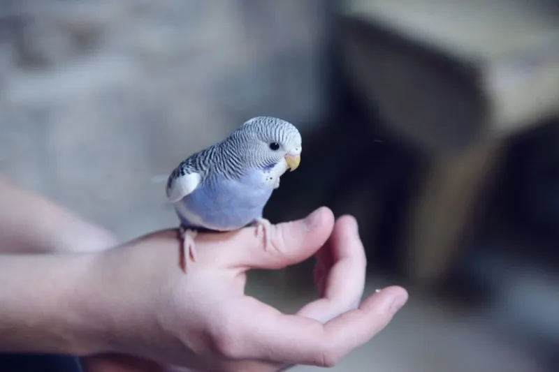 Bird Perched on a Hand