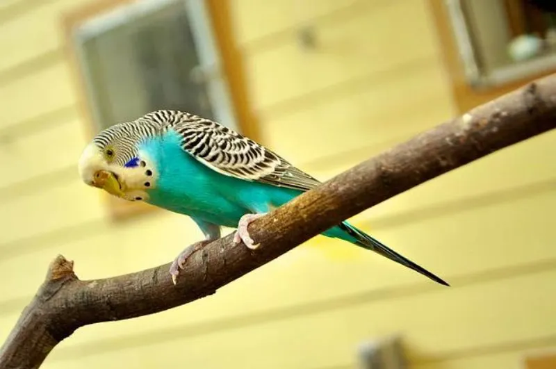 Parakeet on a Tree Branch