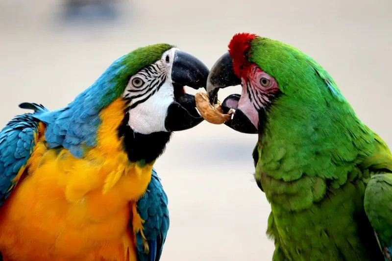 Parrots Pair of Parrots