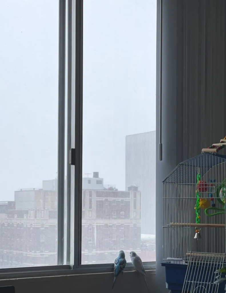 Do Parakeets Like Being Held? 6 Pet Parakeets