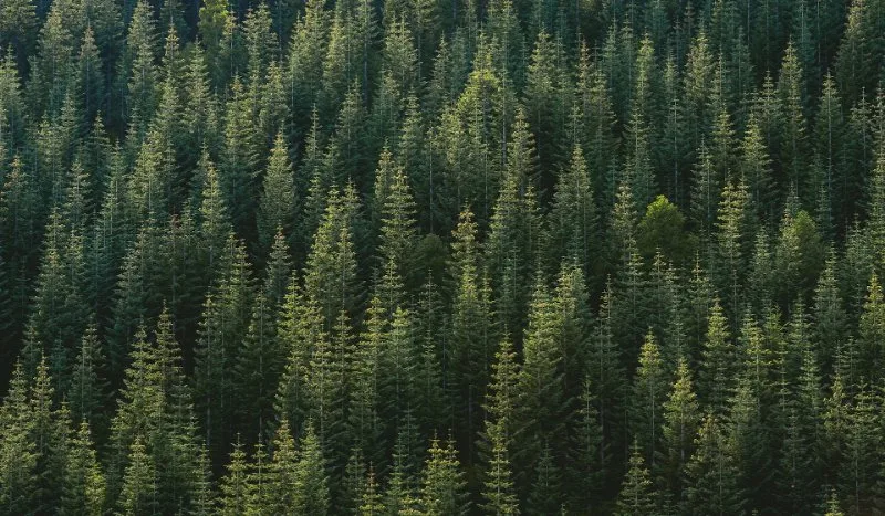 11 Different Types of Coniferous Trees 4 Pine Trees