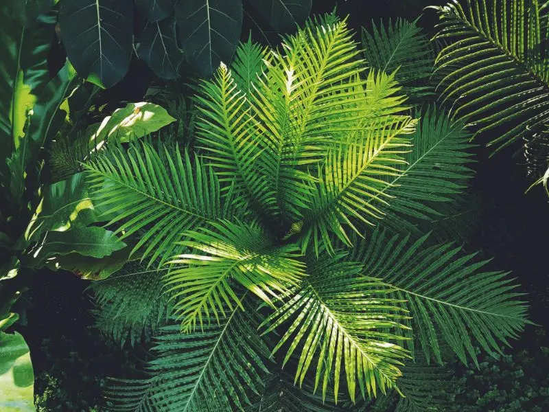 What Are The Effects of Overharvesting? 8 Plants