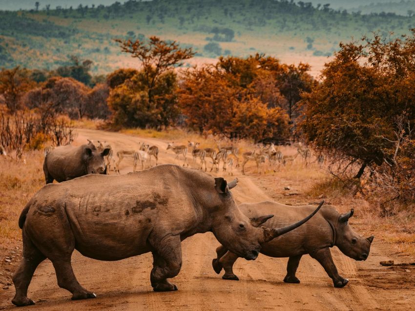 rhinos-walking-together