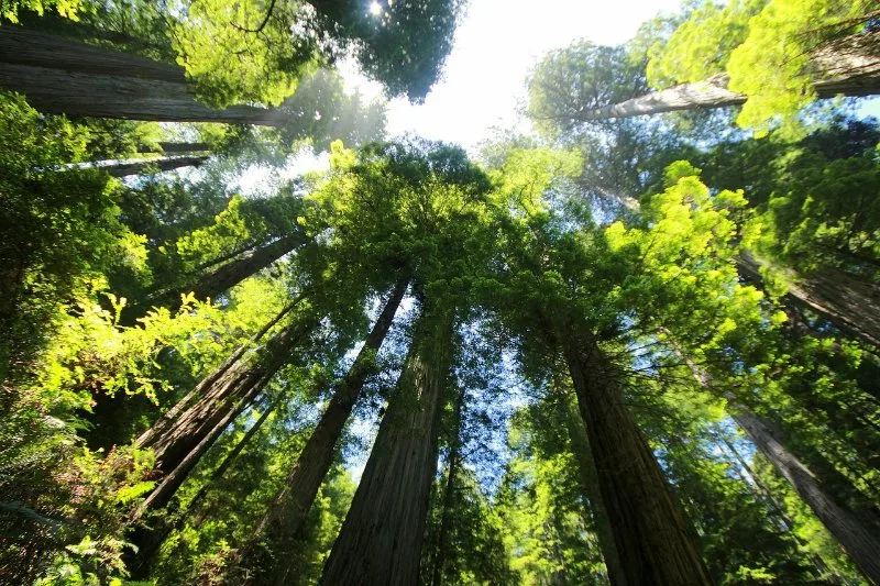 11 Different Types of Coniferous Trees 12 Sequoia Trees