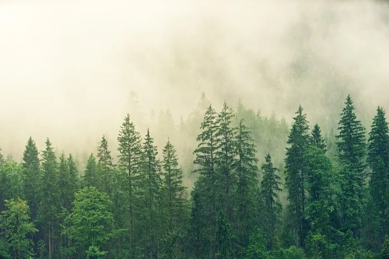 11 Different Types of Coniferous Trees 3 Spruce Trees