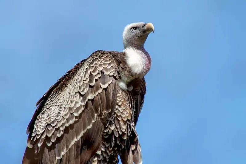 Is a Bird a Consumer? Here’s What to Know 5 Vulture