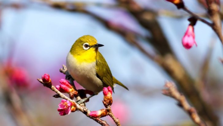 Warbling white-eye Perched on a Tree Branch