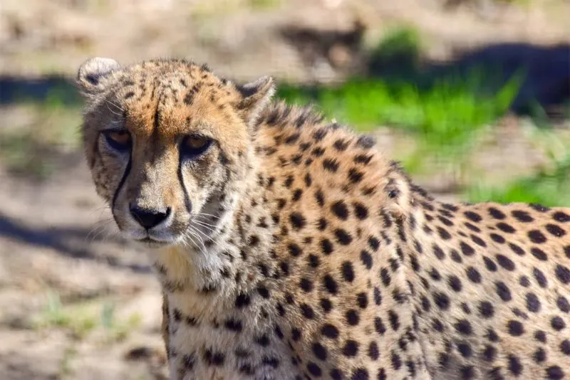 Cheetah caught in camera while staring