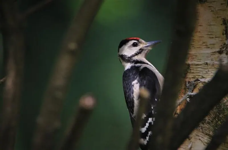 Is a Bird a Consumer? Here’s What to Know 4 Woodpecker
