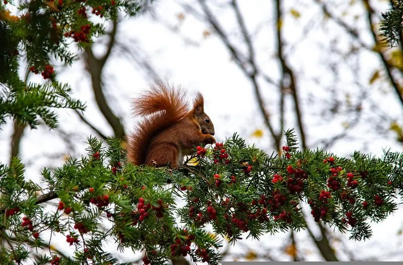 11 Different Types of Coniferous Trees 9 Squirrel at Yew Tree
