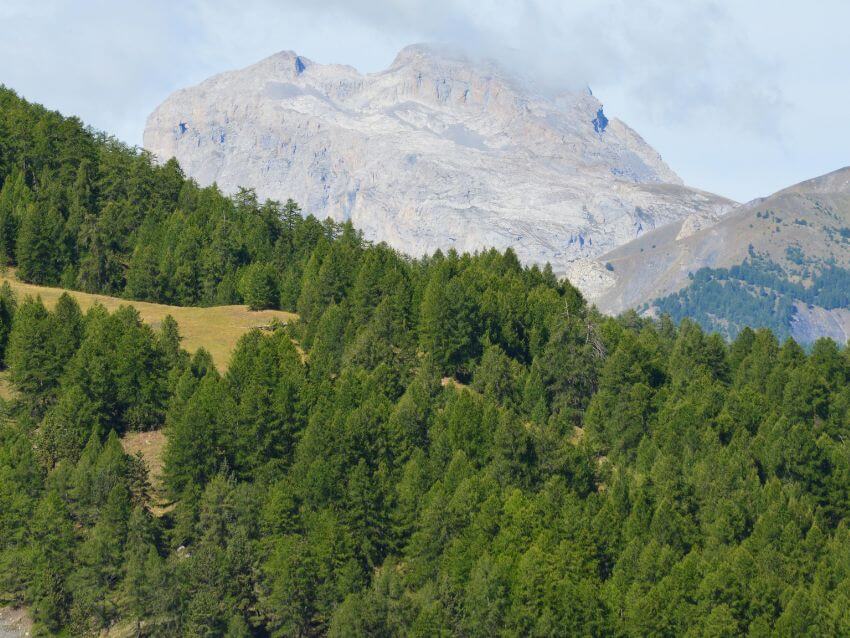 Coniferous Trees