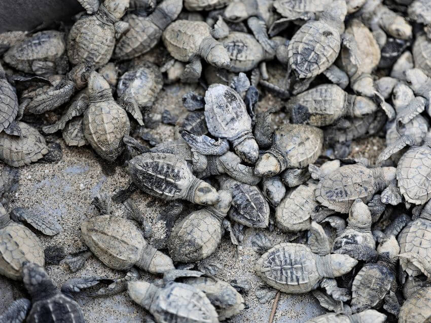 Olive Ridley Sea Turtles Babies