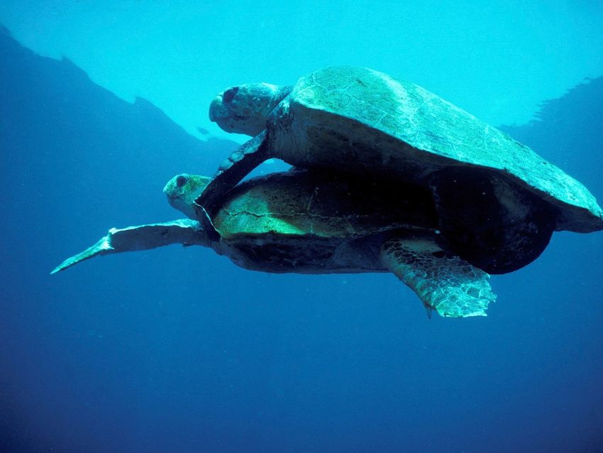 Olive Ridely Sea Turtle Mating