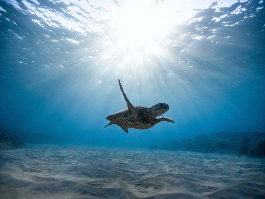 Olive Ridley Sea Turtle