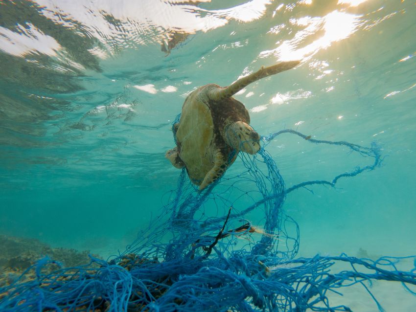 Sea Turtle in Net