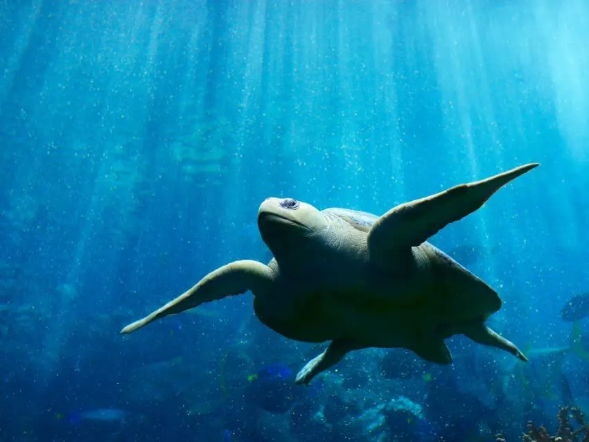 Olive Ridley Sea Turtle Appearance