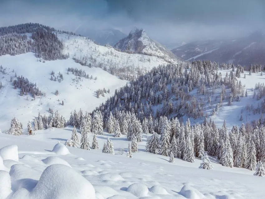 Snow Leopard Habitat