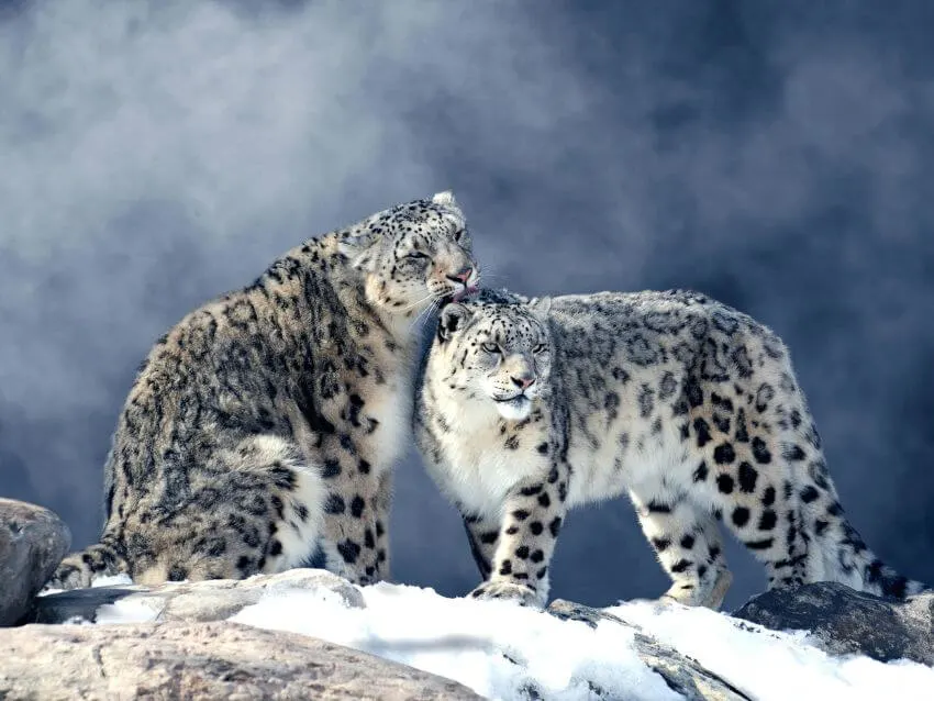 Snow Leopard Mating Habitats