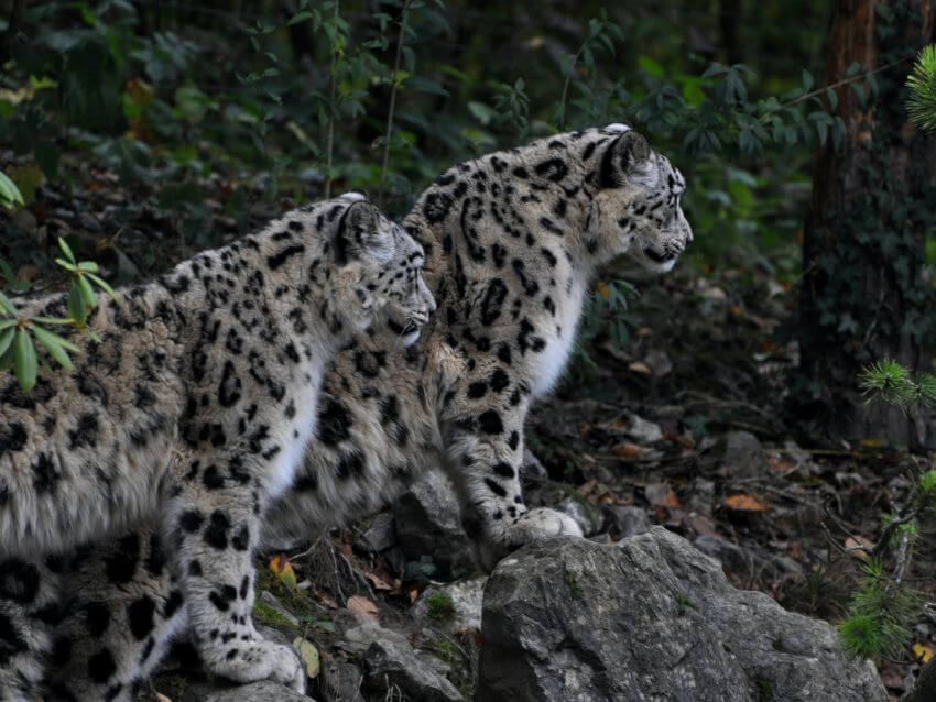 two-snow-leopard-standing