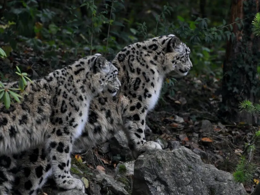 Snow Leopard: Why Is It Endangered? 6 two-snow-leopard-standing