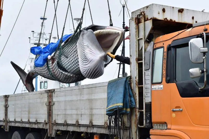 What Are The Effects of Overharvesting? 2 whaling