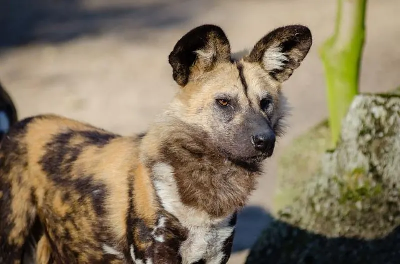 Do Lions Eat Elephants? Here's What to Know 7 African Wild Dog