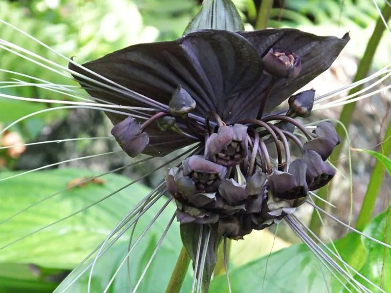 The Black Bat Flower