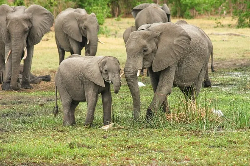 Elephant Herd