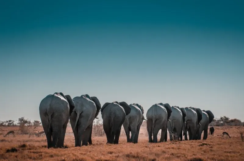 Do Lions Eat Elephants? Here's What to Know 6 Herd of Elephants