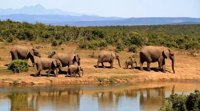 Elephant Herd