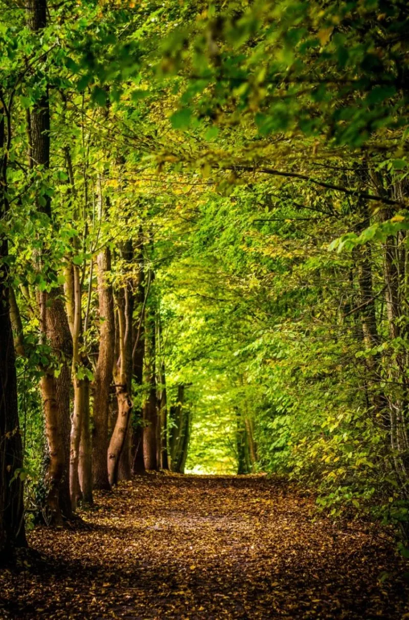 Forest with a trail