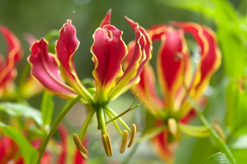 18 Most Rare Flowers from Around the World 11 Lily of the Valley (Gloriosa) Flower