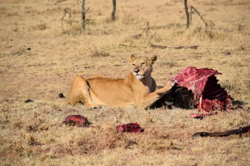 Do Lions Eat Elephants? Here's What to Know 9 Lioness