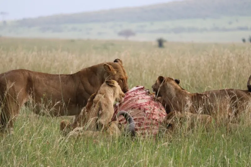 Lions Eating