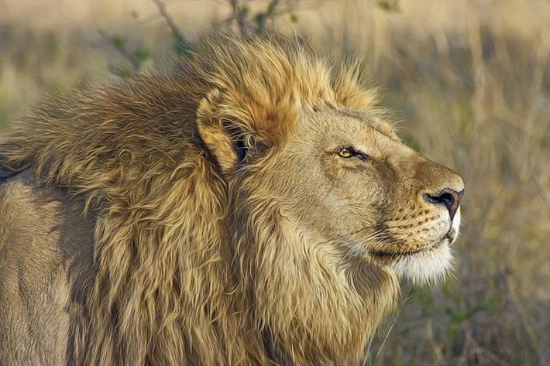 Male Lion in wildlife