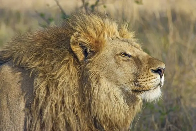 Why are Lions the King of the Jungle? 10 Male Lion in wildlife