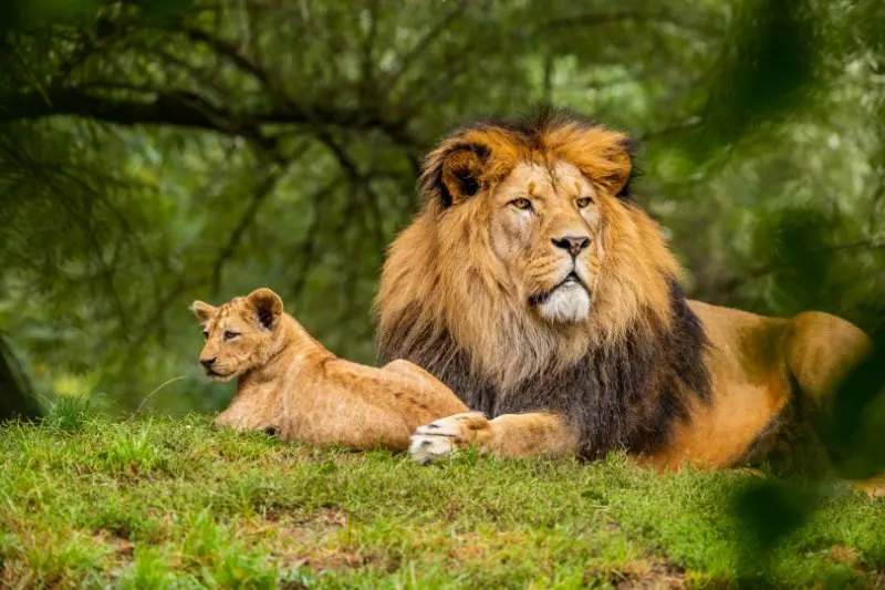 Male and Female Lion sitting on grass