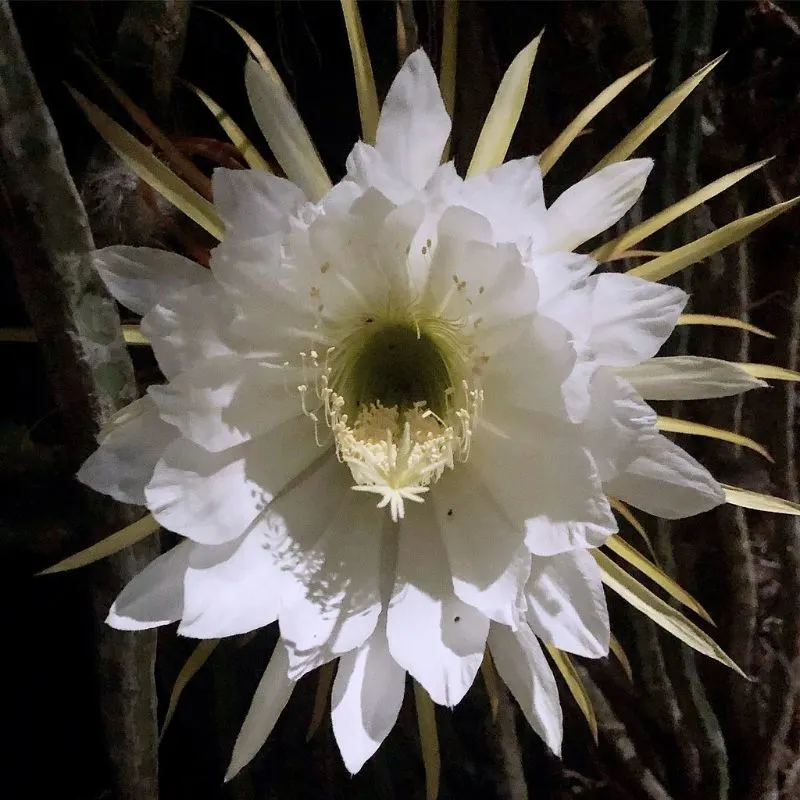 18 Most Rare Flowers from Around the World 5 Image of Night-Blooming Cereus