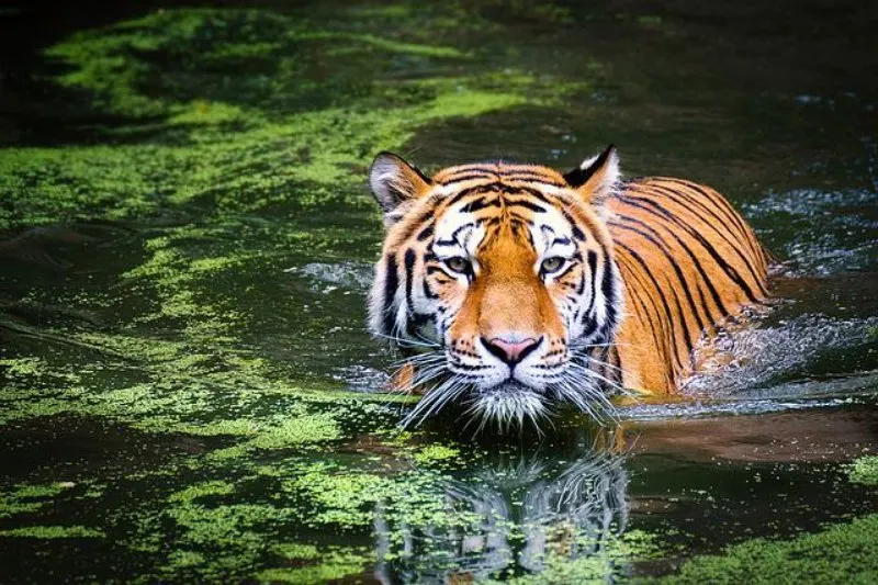 Do Lions Eat Elephants? Here's What to Know 8 Tiger